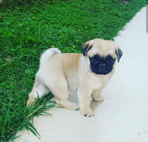 Pug 12x excelente estrutura