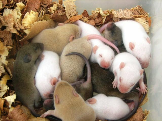 Ratos de Laboratório e Ratos anão chinês. 12 por R$