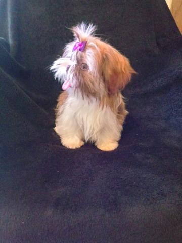 Shih tzu LINHAGEM chocolate micrissima