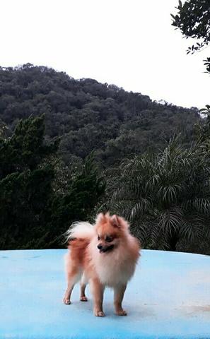 Spitz Alemao - Lulu da Pomerania