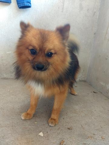 Vendo Spitz Alemão com 1 ano e 1 mês