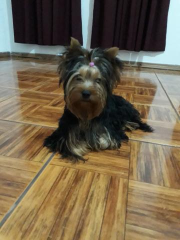 Vendo minha york micro fêmea ela esta com seis meses nao entrou no cio ainda