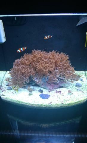 Aquário Marinho Nano Reef 30 Litros Jad