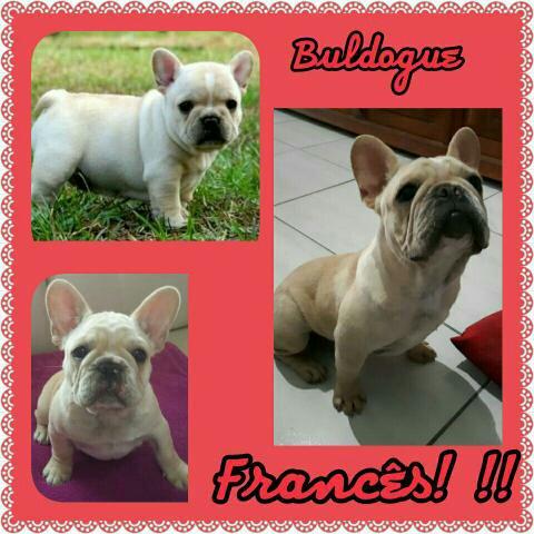 Buldogue Francês Macho Creme Alto Padrão Pedigree CBKC!