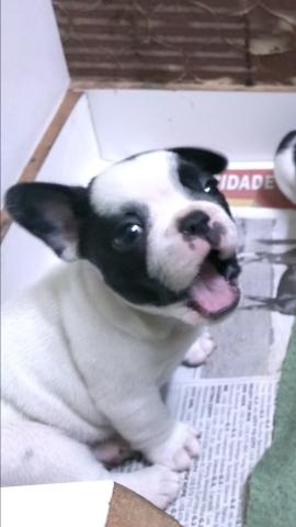Bulldog Francês Disponível