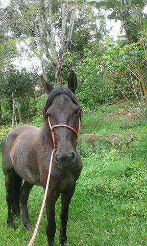 Cavalo marcha picada