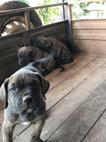 Fila brasileiro puro