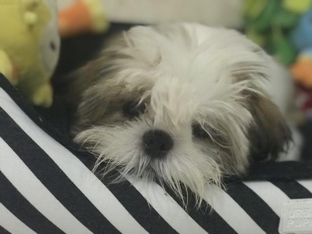 Shitszu fêmea 3 meses!