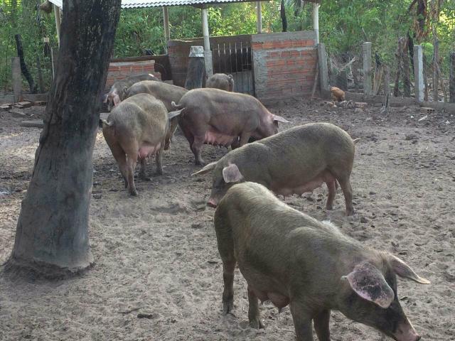 Vendo 7 matrizes suínas e um varão