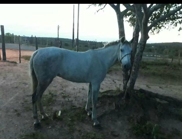 Cavalo mangalarga machador