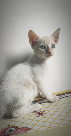 Gatos filhtes brancos