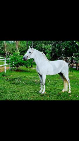 Mangalarga marchador grande forte e de extrema confiança