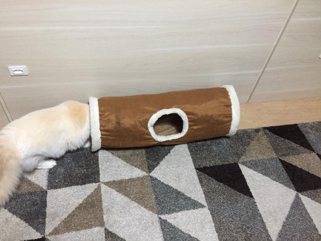 Túnel de tecido para gatos