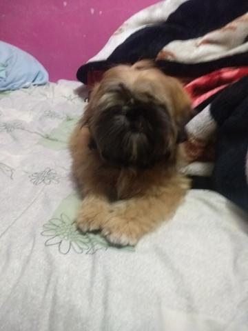 Vendo Shitzu macho