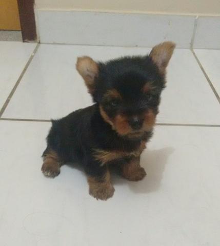 Yorkshire Terrier Micro Com Pedigree