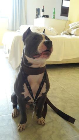 American Pitbull terrier - Blue Nose Raridade