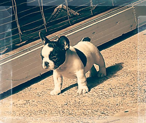 Bulldog Francês Disponível