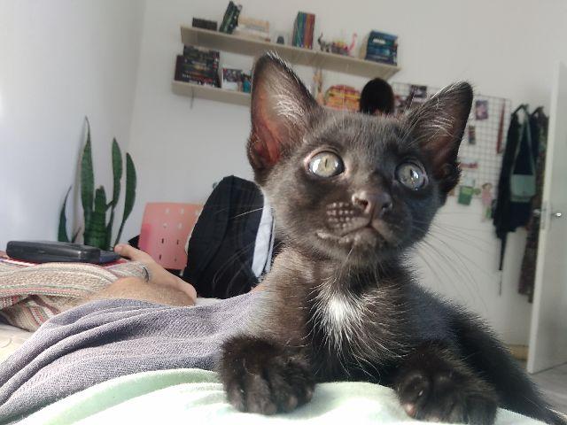 Doação urgente de gatinhas