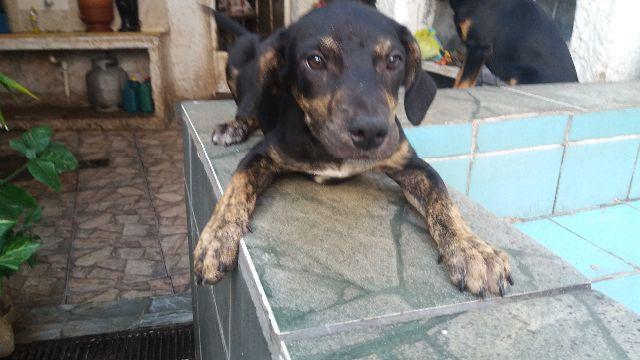 Lindo cãozinho resgatado em Niterói