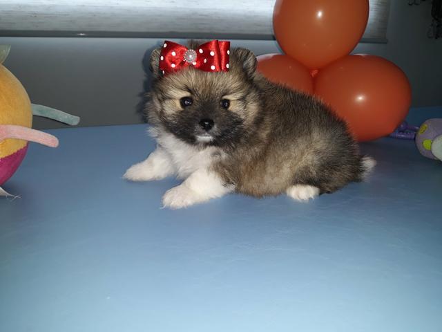 Lulu da Pomerania (fêmea anã)