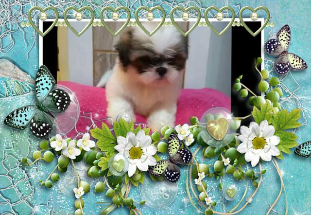 Natal com shih tzu