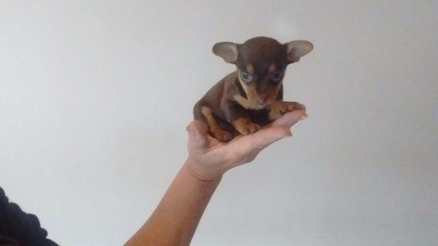 Pinscher miniatura fêmeas