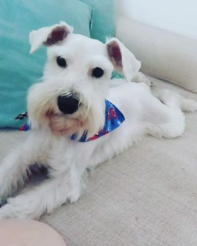 Schnauzer Mini Branco