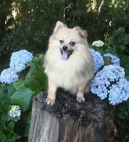 Spitz Alemao - Lulu da Pomerania