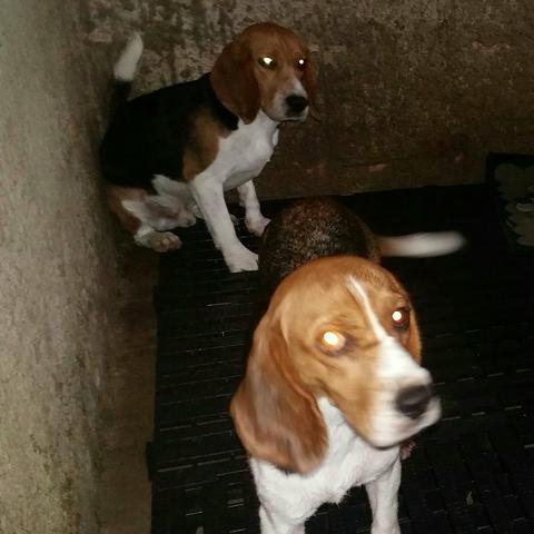 Venda casal de beagles