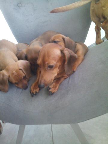 Cachorrinhos lindos. salsichinha da raça Dachshund