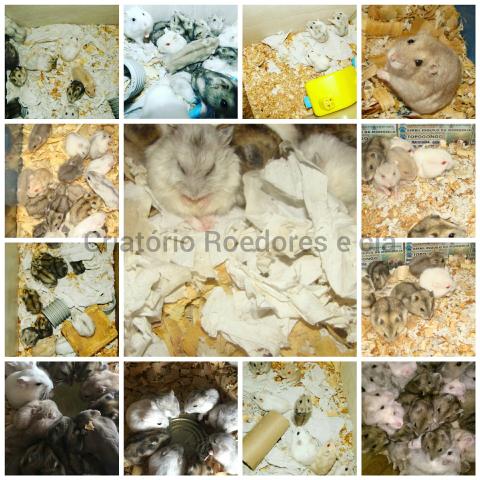 Criatório Roedores e Cia (hamster anão russo a partir de 35,OO)