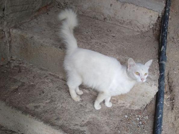 Doa-se gatinha branca linda