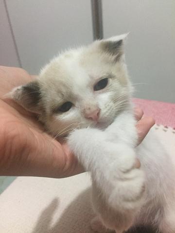 Doa-se um gatinho (macho) de 2 meses