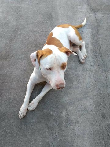 Doação Pitbull 3 anos