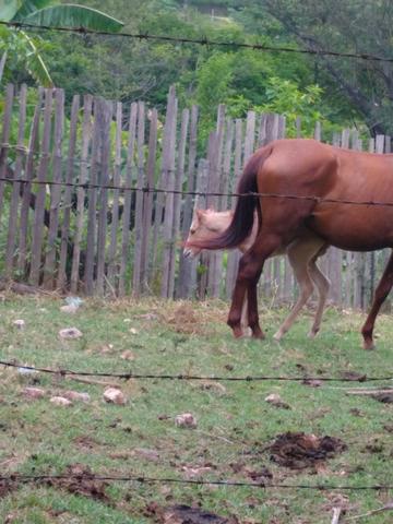 Egua alaza com potro ao pe macho baio