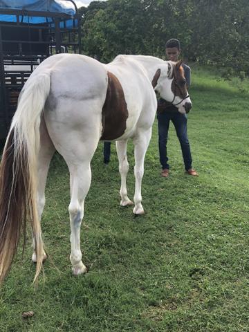 Garanhão Paint horse puro registrado