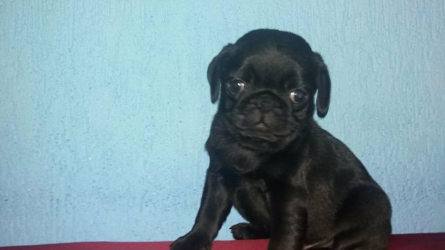 Macho de pug preto
