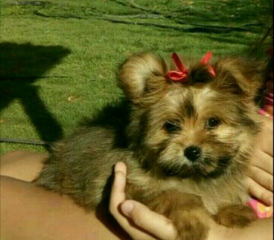 Mestiça lulu da Pomerânia/ spitz alemão anão