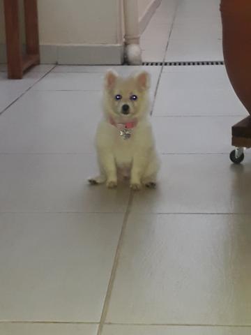 Spitz alemão fêmea