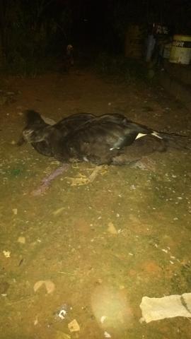 3 pato muito barato 80$