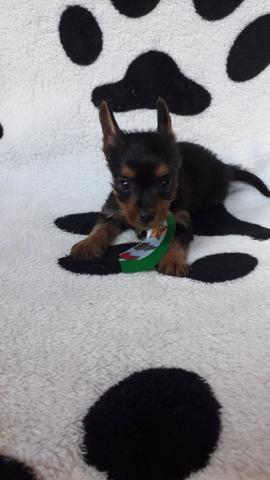 Fêmea de chihuahua com com yorkshire em até 12x no cartao