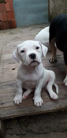 American bully brancos