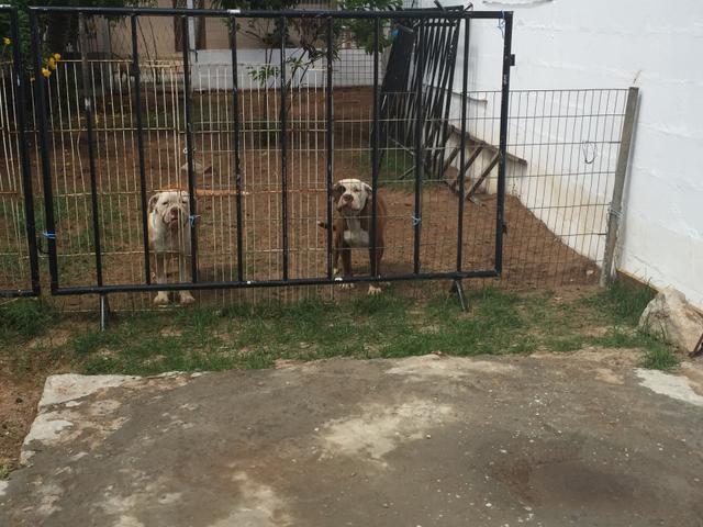 Bulldog campeiro 6 meses