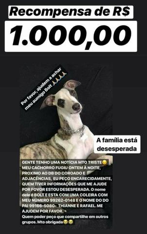 Cão perdido