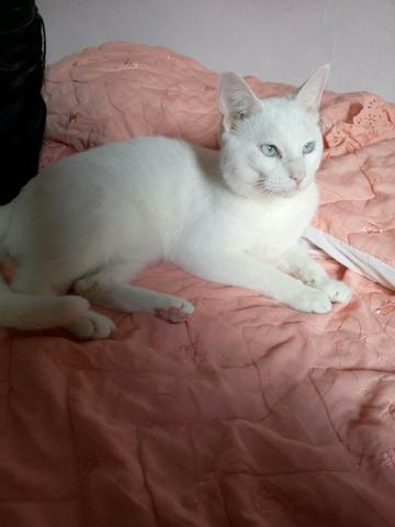 Doa-se gato branco 8meses