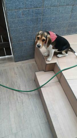 Lindo Beagle