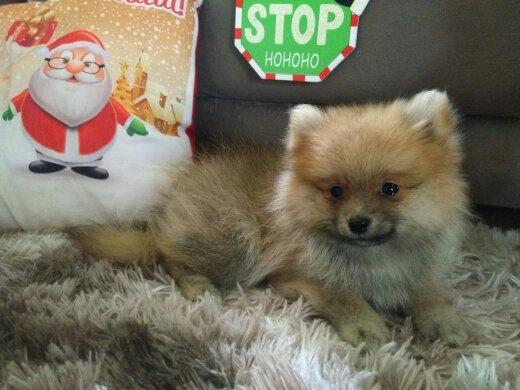 Spitz alemão Macho!!!