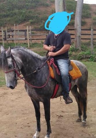 Cavalo mm marcha picada de pista