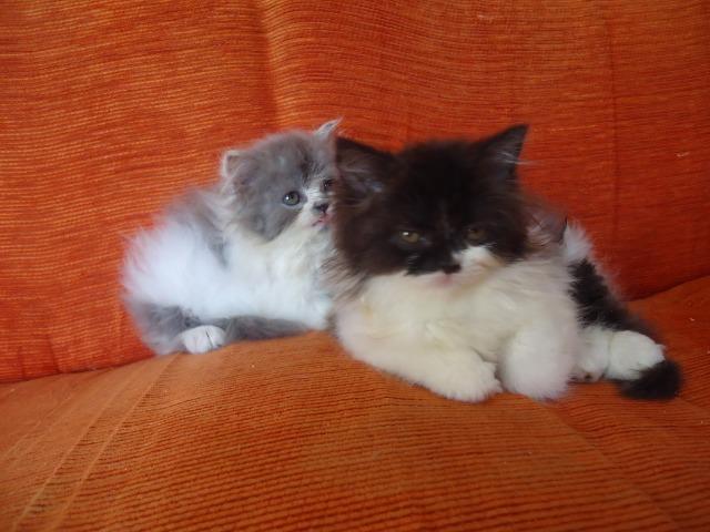 Lindas gatinhas persas 2 meses R$ 