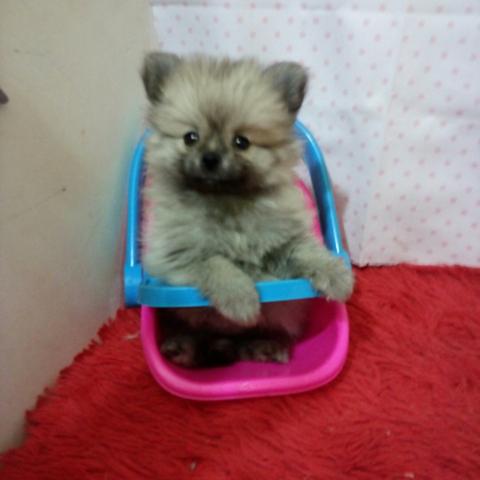 Spitz alemão anãozinha